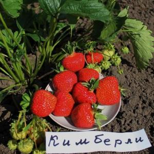 Клубника "КИМБЕРЛИ" (6 шт.)